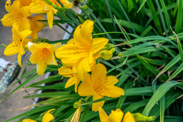 Yellow lily flowers