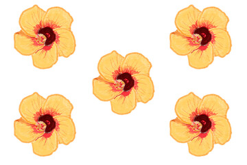 Chinese Hibiscus Peach Flower Pattern with Dry Brush Transparent