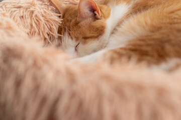 ぐっすり眠る猫　茶トラ白