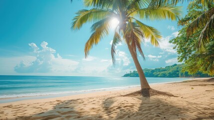 Obraz premium Coconut tree or palm tree on the Beach. 