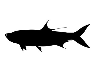 Tarpon Fish silhouette vector art white background