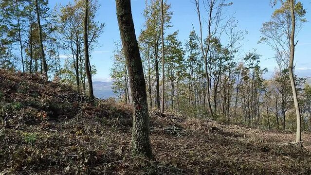 Busso - Area disboscata di Monte Vairano