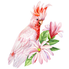 Bird cockatoo sitting on branch pink magnolia flowers isolated background, Tropical watercolor hand-drawn illustration © Hanna