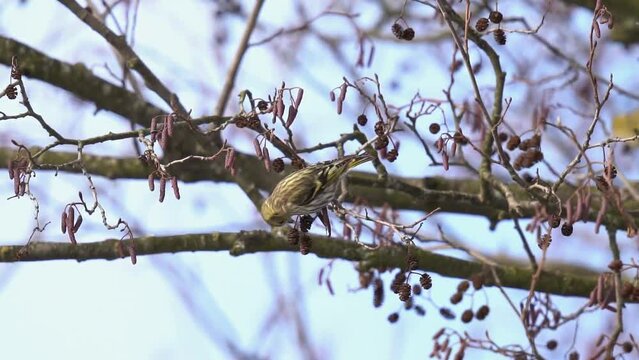 The siskin (Spinus spinus) eats the bumps on the alder tree. Close-up shooting, 120 fps slow motion.