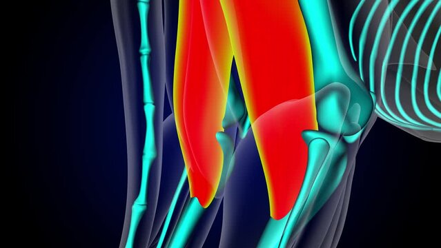 Adductor muscle lion muscle anatomy for medical concept 3D rendering