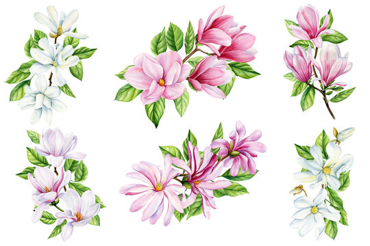Magnolia white, pink flower set, branches with spring flowers, isolated background in watercolor. Floral design elements