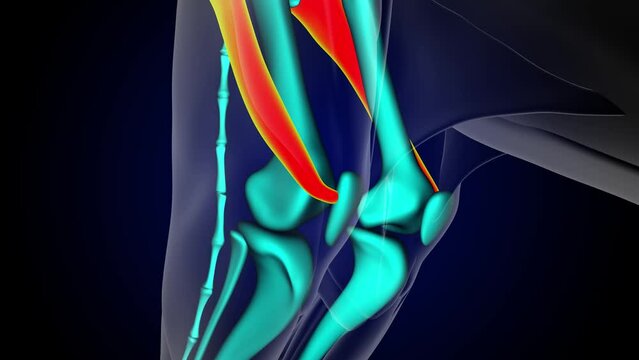 Caudo femoralis muscle lion muscle anatomy for medical concept 3D rendering