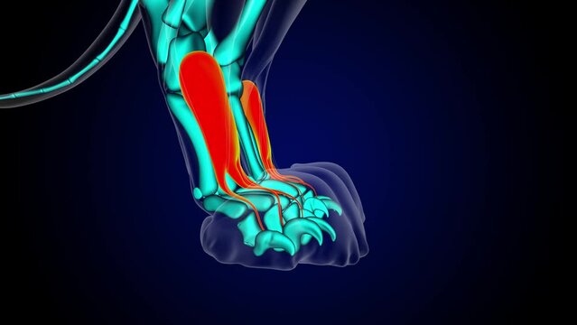Extensor digitorum brevis muscle lion muscle anatomy for medical concept 3D rendering