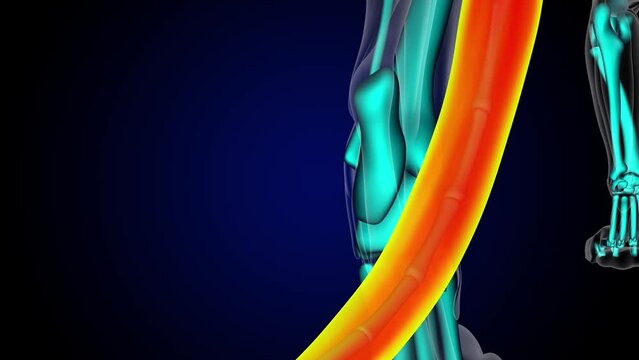 Tail muscle of lion muscle anatomy for medical concept 3D rendering