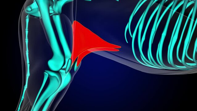 Fold at thigh muscle lion muscle anatomy for medical concept 3D rendering