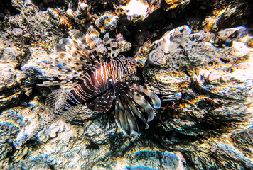 Winged fish, zebra fish, poisonous predatory fish in the Red Sea. Winglet.