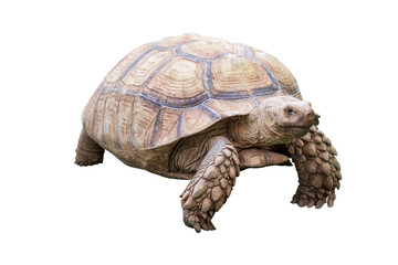 Full body of African Spurred Tortoise (Geochelone sulcata) standing and walking isolated on transparent background, PNG File