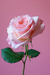 Isolated pink rose on a clean background