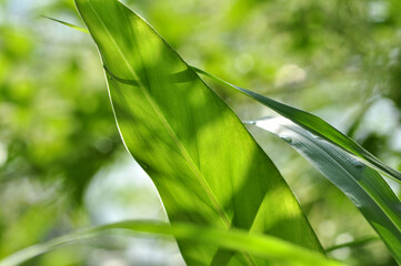 Selective focus green leaves blur background