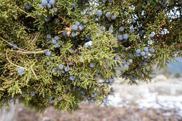 Pine tree berries.