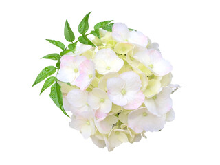 葉の絡まる白いあじさい