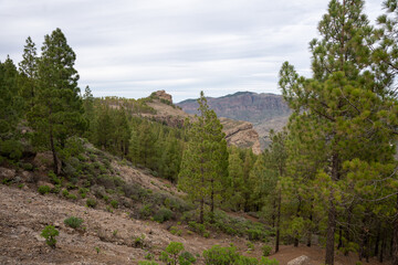 Obraz premium Landscape view from Roque Nublo volcanic rock on the island of Gran Canaria, Spain