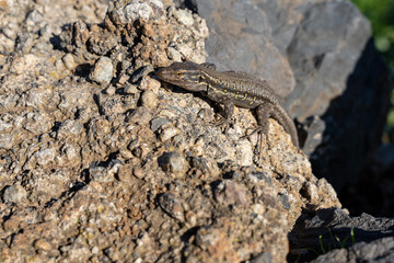 Gallotia galloti or Gallot's lizard, the Tenerife lizard, the Western Canaries lizard on laying rocks