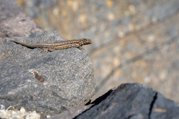 Gallotia galloti or Gallot's lizard, the Tenerife lizard, the Western Canaries lizard on laying rocks
