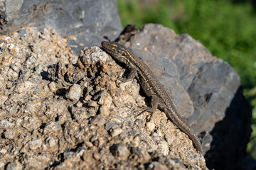 Gallotia galloti or Gallot's lizard, the Tenerife lizard, the Western Canaries lizard on laying rocks