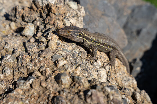 Gallotia galloti or Gallot's lizard, the Tenerife lizard, the Western Canaries lizard on laying rocks