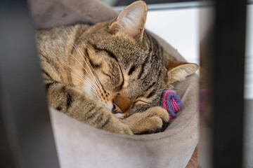 Domestic cat sleeping in cat bed