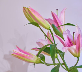 lily flower growing on a bright background