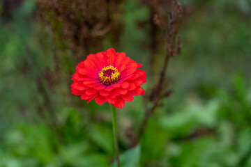 Common zinnia (Zinnia elegans) red flower