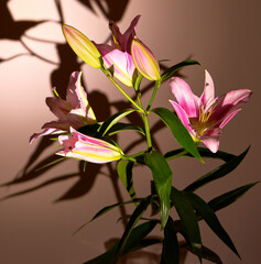 lily flower growing on a bright background