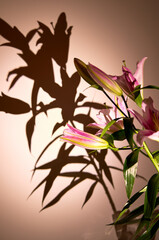 lily flower growing on a bright background
