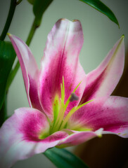 lily flower growing on a bright background
