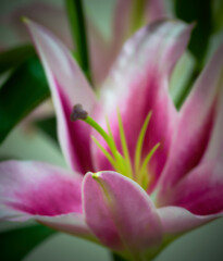Fototapeta premium lily flower growing on a bright background