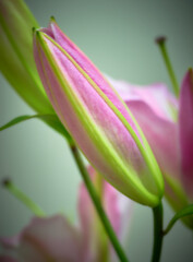 lily flower growing on a bright background