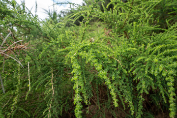 Close up fresh green leaved bush
