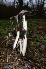 Coprinopsis atramentaria mushroom edible mushroom good cooking