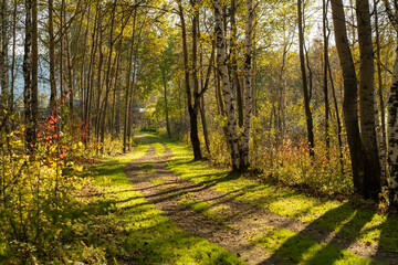 Natural landscape with a view of trees and a path in the grove.