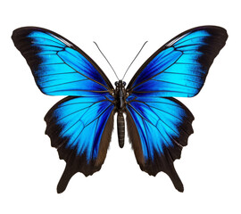 Fototapeta premium A beautiful Ulysses Butterfly, isolated on a transparent background