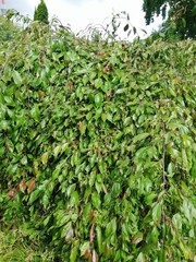 a low apple tree with red flowers. flower name translation- Malus pumila Umbraculifera rubriflora in the garden. Floral wallpaper