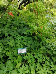 Flower name translation - Rhododendron parvifolium.a summer garden with plum-leaved rhododendron...
