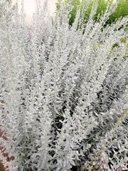 a herbaceous semi-shrub with silvery pubescent leaves. Artemisia ludoviciana in the garden on a...
