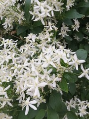 a huge white cloud of many white flowers. a climbing vine.Clematis recta in the garden on a sunny...