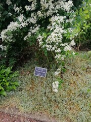 a huge white cloud of many white flowers. a climbing vine.sign translation - Clematis recta. Floral...