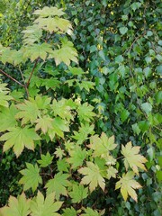 Acer pseudosieboldianum on a birch background on a summer day in the garden. Floral background.
