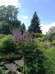 A large Aconitum septentrionale shrub with purple flowers and huge leaves on a sunny summer day in the garden. nature background.
