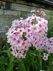 pale pink blooming Phlox paniculata in the garden on a summer day. natural background