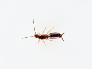 Earwigs on a white background. It is a small insects distinguished from other insects by a pair of forcep or pincer-like cerci at the end of the abdomen. Forficula mediterranea