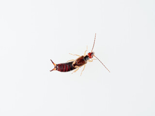 Earwigs on a white background. It is a small insects distinguished from other insects by a pair of forcep or pincer-like cerci at the end of the abdomen. Forficula mediterranea