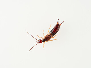 Earwigs on a white background. It is a small insects distinguished from other insects by a pair of forcep or pincer-like cerci at the end of the abdomen. Forficula mediterranea