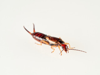 Earwigs on a white background. It is a small insects distinguished from other insects by a pair of...