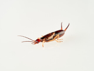 Earwigs on a white background. It is a small insects distinguished from other insects by a pair of forcep or pincer-like cerci at the end of the abdomen. Forficula mediterranea